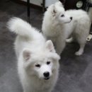 뽀독 애견 미용 이미지