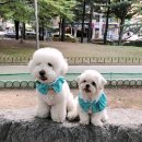 애견&만들기 이미지