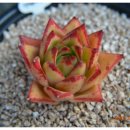 이대감김대감 이미지