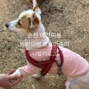 멍멍이랑 호호아줌마 이미지