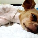 애니몰하우스 이미지