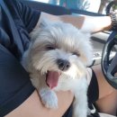 펫지살롱 이미지