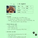 1497 | [#1497] 앙꼬(양측 슬개골 탈구 G2)의 수술후기