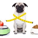 한마음 동물의료센터 이미지