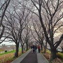 낙동강관리본부 대저생태공원 5 | 부산벚꽃명소 대저생태공원 실시간 개화상황🌸(26년3월29일) 주간 야간 모두 추천👍