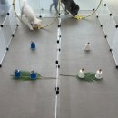 돌봐줄개 이미지