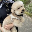 평원애견 이미지