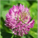 광탄한의원 이미지