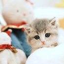 냥이친구 이미지