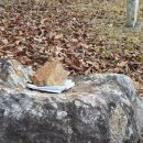 지도 두류단 이미지