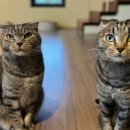 양이주택 이미지