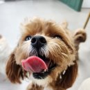 도그캐슬 강아지분양 남양주다산 직영점 | 호텔링 전날, 산책을 꼭 시켜야 하나요? 다산애견호텔