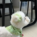 메이멜로우