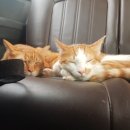 별이와콩이 이미지