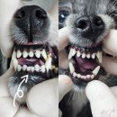 김 S 동물병원 | 【김s동물병원】강아지 마취스케일링/믹스견 마취스케일링