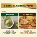 차황과일 | 7일 황금 새싹보리 무농약 수경재배로 건강관리하세요~
