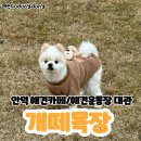 개떼목장 | [제주/서귀포] 안덕 애견카페 애견운동장 대관 개떼목장
