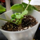 송찬귀 | 제라늄무름병 농약