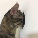 브레드치킨 이미지