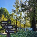 시인의 공원 | 서울 마포 하늘공원 메타세콰이어길 시인의 거리 산책