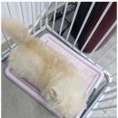 The빛나개 이미지