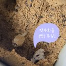 프라임푸드 | 린클 프라임 음식물처리기 + 푸드클리너 2달 실사용 후기