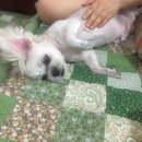 따봉커피호프 | 6월 일상 | 0.5살 적립 완료..