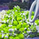 둘리인형뽑기 | 인형뽑기 오늘또뽑기 재방문 109탄 중랑 동부시장 인형뽑기 - 귀여운 아기공룡 둘리 인형 뽑기. 진짜...