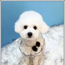 대형견 이발소 이미지