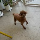 콩이네 이발소 이미지