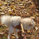 봉 그루밍 이미지