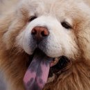 강아지마을 이미지