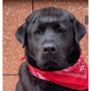 멍멍이 미용실 이미지