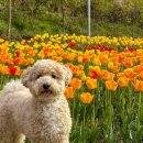 월선 | 피나클랜드 튤립 애견동반 후기 :: 개화상태 · 평일 방문 · 주차 · 할인 꿀팁 · 추천 동선