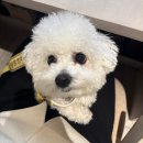 명품 청년 운동화 | 진짜 밀린 일상..