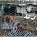 정금농장 이미지