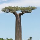 바오밥 이미지