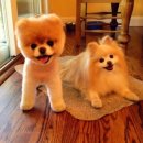 이쁜강아지 이미지