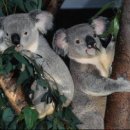 코알라(koala)는 원주민 언어(gula)로 "물을 먹지 않는다"는 뜻 이미지