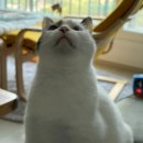 스콜리온