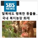 박철수농장 | &lt;건강 계란&gt; 난각1번 자유방목, 동물복지 유정란 &#39;청솔원 계란&#39;