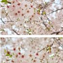 호서대학교 | ​🌸2024년 vs 2025년 호서대학교 벚꽃 구경 후기 (feat. 드라마 촬영으로 막힌 벚꽃길😭)[벚꽃명소[내찍사]