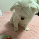 미오포차