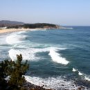 해조(海鳥)