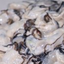 영생목장 | 통영생굴목장 통영생굴 후기｜지금 제철이라 더 맛있는 이유🤍