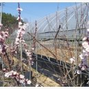 청수농장 이미지