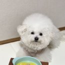 와락펫푸드 이미지