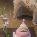 왈랑 | 🎂 강남 강아지케이크 주문제작 맛집 논현역 반려동물 케이크 전문점 왈랑 후기 🐶🐱
