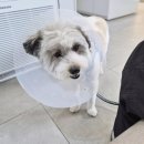 크라운 동물병원 | 강아지 이빨 깨짐 어금니 파절 신경치료 크라운 후기 | 수원 동물병원 비용 광고없음