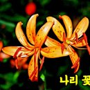 양반님 꽃 과 상놈 꽃 이미지